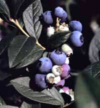 blueberry