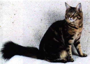 cooncat