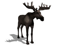 moose_looking_lg_wht
