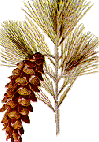 pinetassel