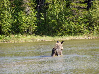 Calf moose in pond.