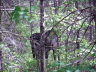Young bull moose.