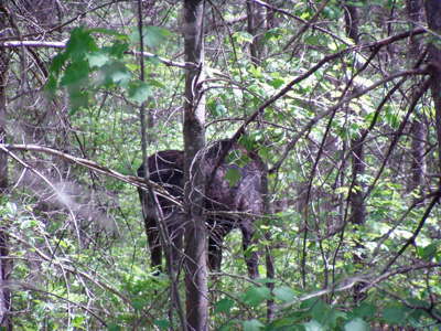 Young bull moose.