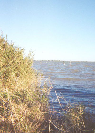 When the lake was created, it filled in an area that was overgrown in mesquite and brush.  The trunks of these trees can be seen here.  Pelicans and other birds can be seen sitting atop most of the trees.  This is a view of the lake  from the south side of Delta Lake Park, facing northeast.