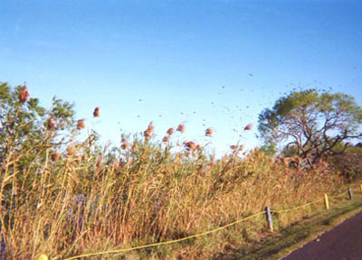 The road leading from the park area is overgrown on one side by grass and brush, a good spot for birdlife, many of which can be seen in the air and in the trees.