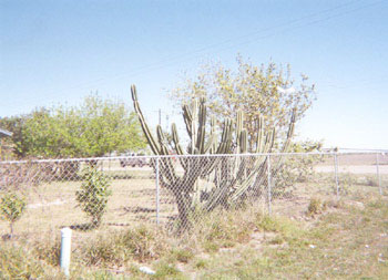 Cactus, as depicted on the left, is a standard element of landscaping in Monte Alto.