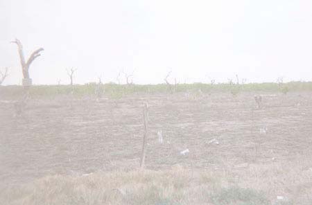 Dead mesquites along FM-493, north of M 22 1/2-N, south of Hargill.