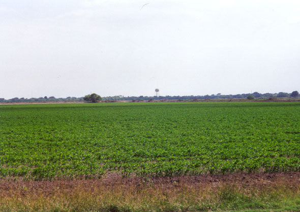 The Edcouch  water tower seen from a distance.