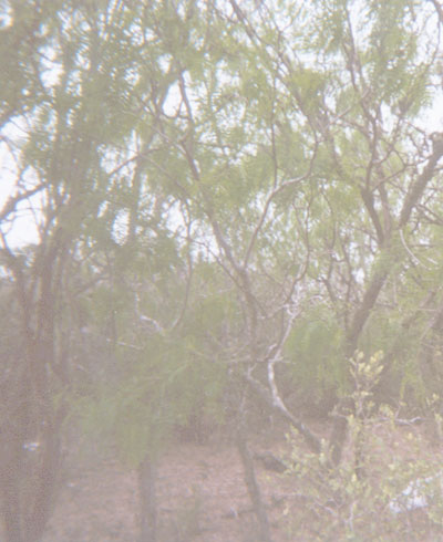 Mesquites along FM-493, south of Nittler Road.