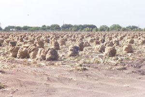 Below are two views of an onion field, freshly picked and bagged, located on FM-493, north of FM-1925.