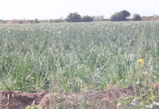 An onion field on Filegonia Road north of M 19-N