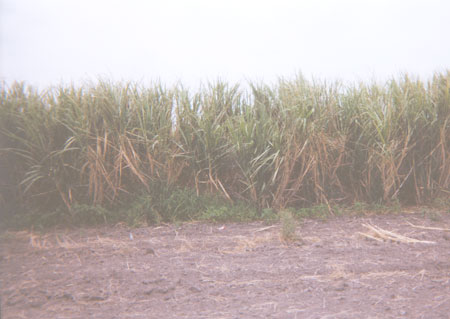 Another big crop in the Rio Grande Valley is sugar cane.  This cane field is located on M 4-W, south of Hwy 107.