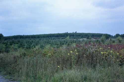 A scene off of Coulombe Road.