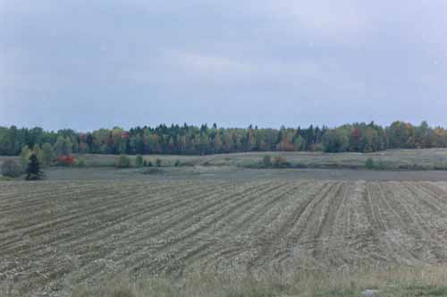 A potato field along Strip Road.