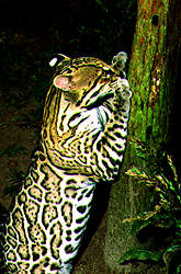 Ocelot scratching on a tree