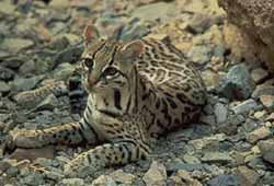 Resting but alert ocelot