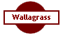 Wallagrass