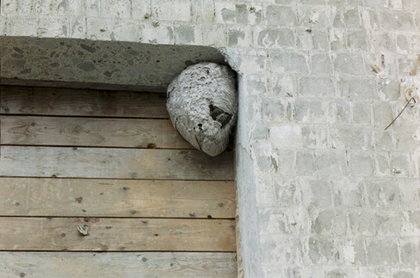 A hornets nest hangs at the door of the unused warehouse.