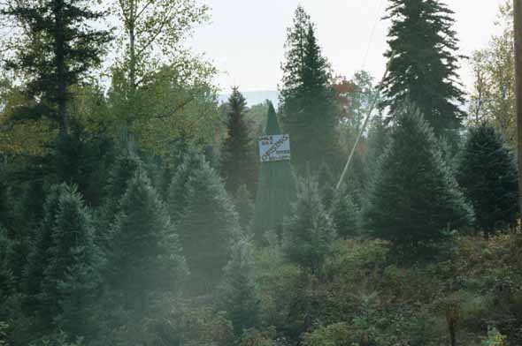 Stadig Christmas Tree Farm, Soldier Pond Road and Pond View Road.